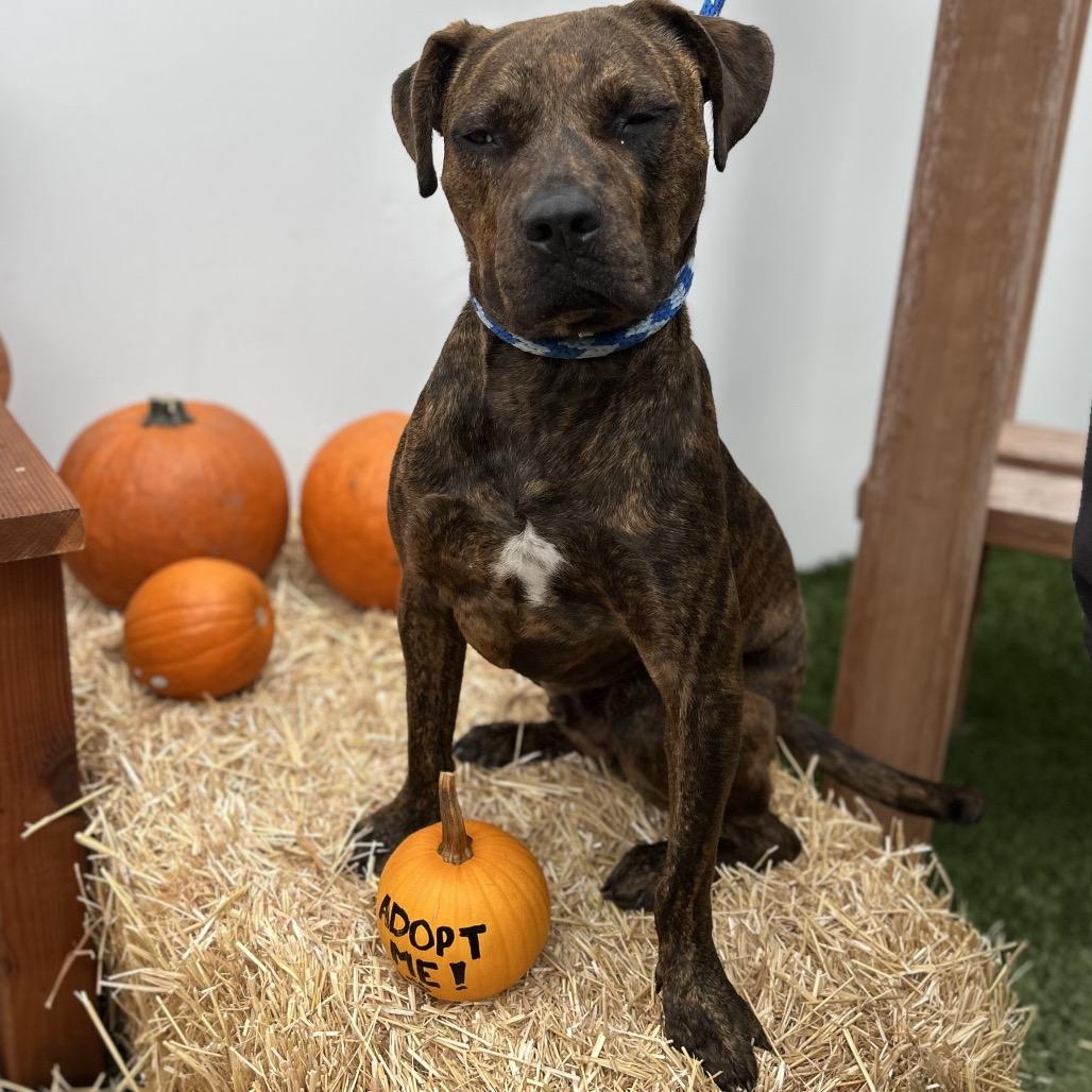 Enlarge Rocket, a Adoptable mixed breed in Long Beach, CA image 1/6