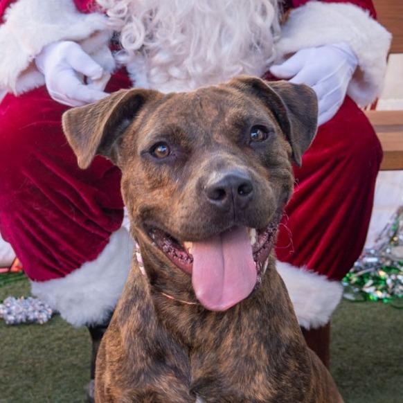 Enlarge Rocket, a Adoptable mixed breed in Long Beach, CA image 2/6