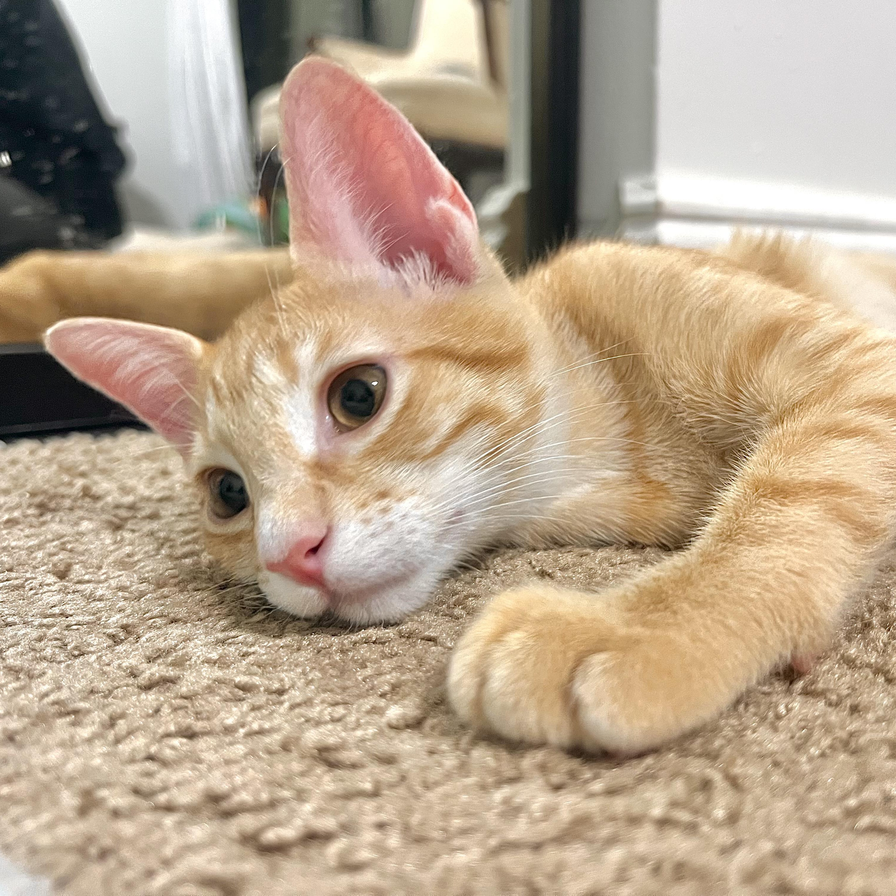 Sweet Lychee & Peach - Bonded Pair, an adoptable Tabby in Boca Raton, FL image 5/5
