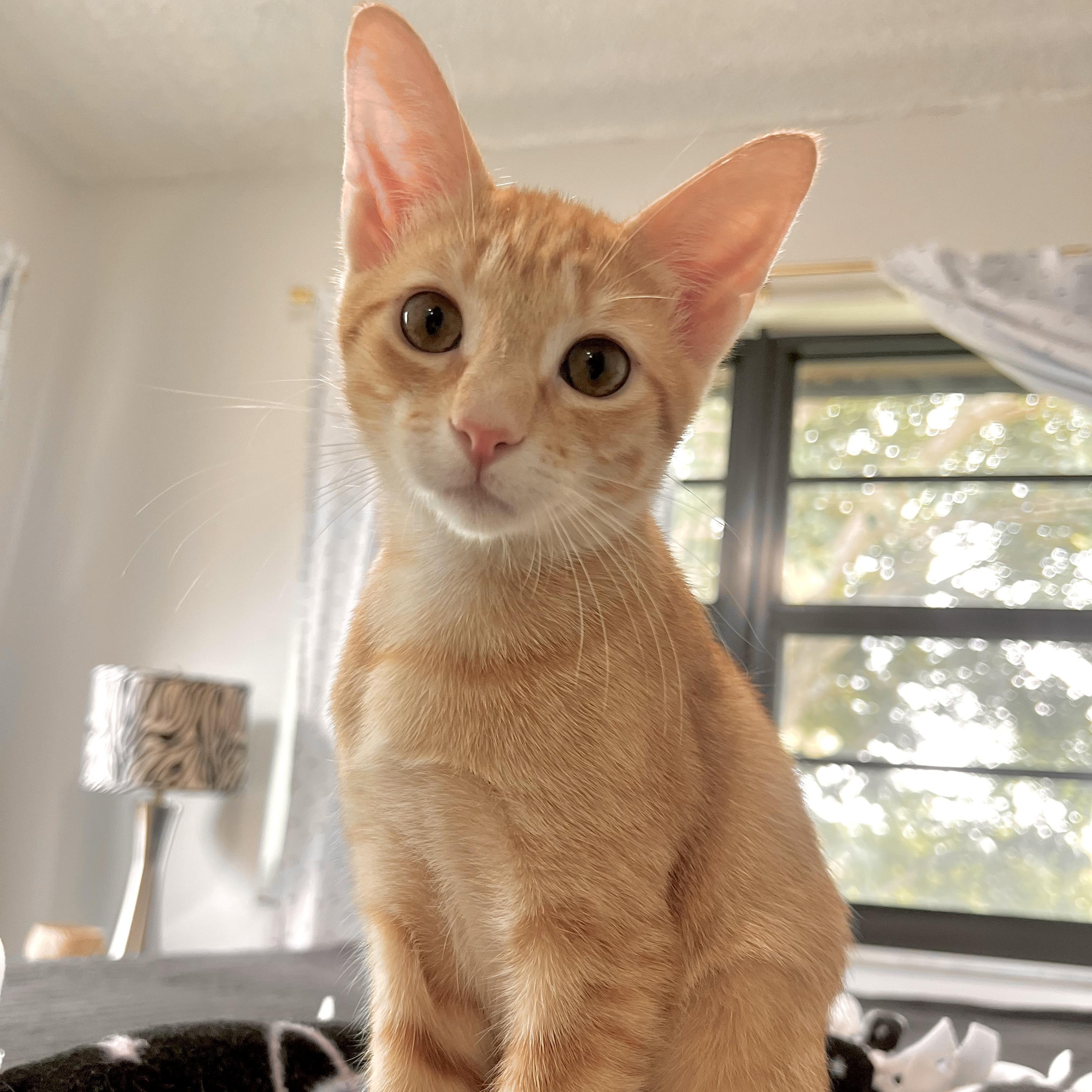 Sweet Lychee & Peach - Bonded Pair, an adoptable Tabby in Boca Raton, FL image 4/5
