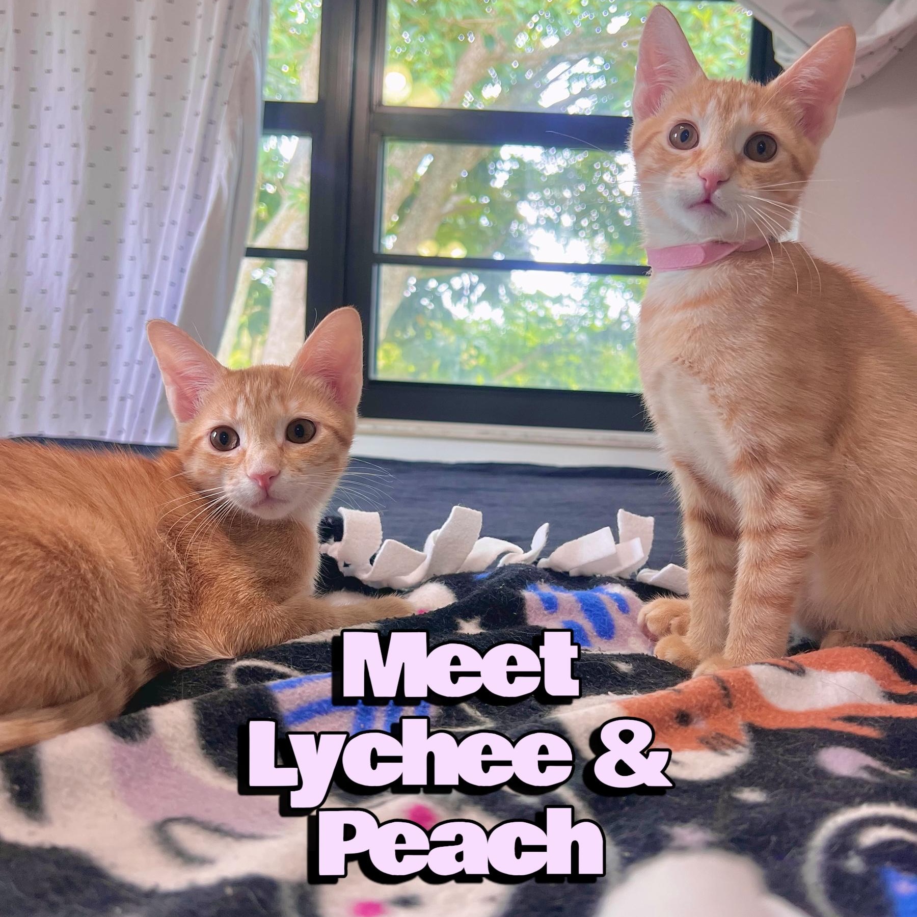Sweet Lychee & Peach - Bonded Pair, adoptable, Kitten Female Tabby.