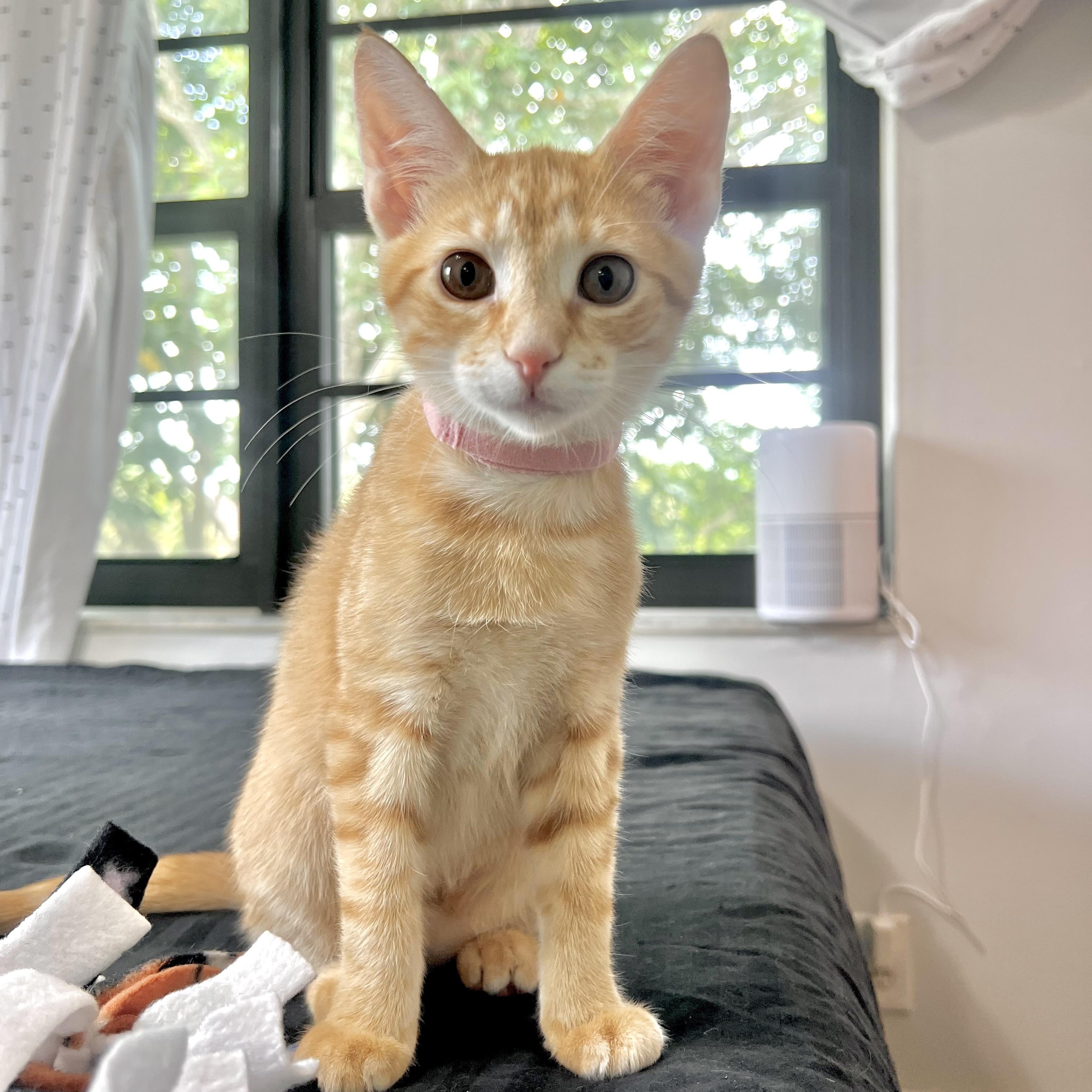Sweet Lychee & Peach - Bonded Pair, an adoptable Tabby in Boca Raton, FL image 3/5