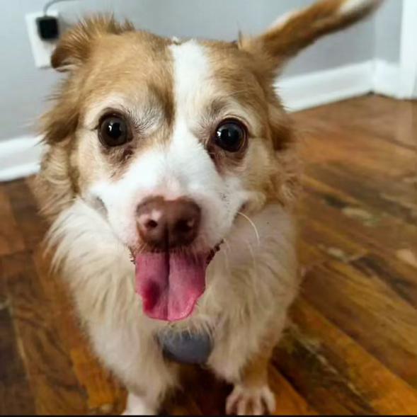 Enlarge Enid, a Adopted mixed breed in Charlotte, NC image 1/2