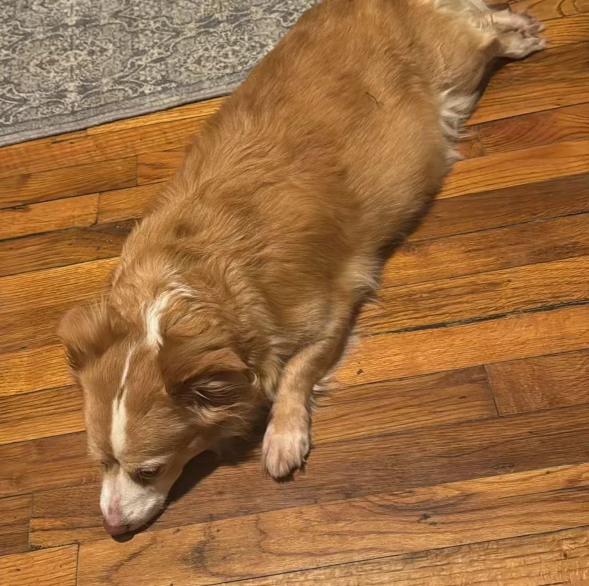 Enlarge Enid, a Adopted mixed breed in Charlotte, NC image 2/2