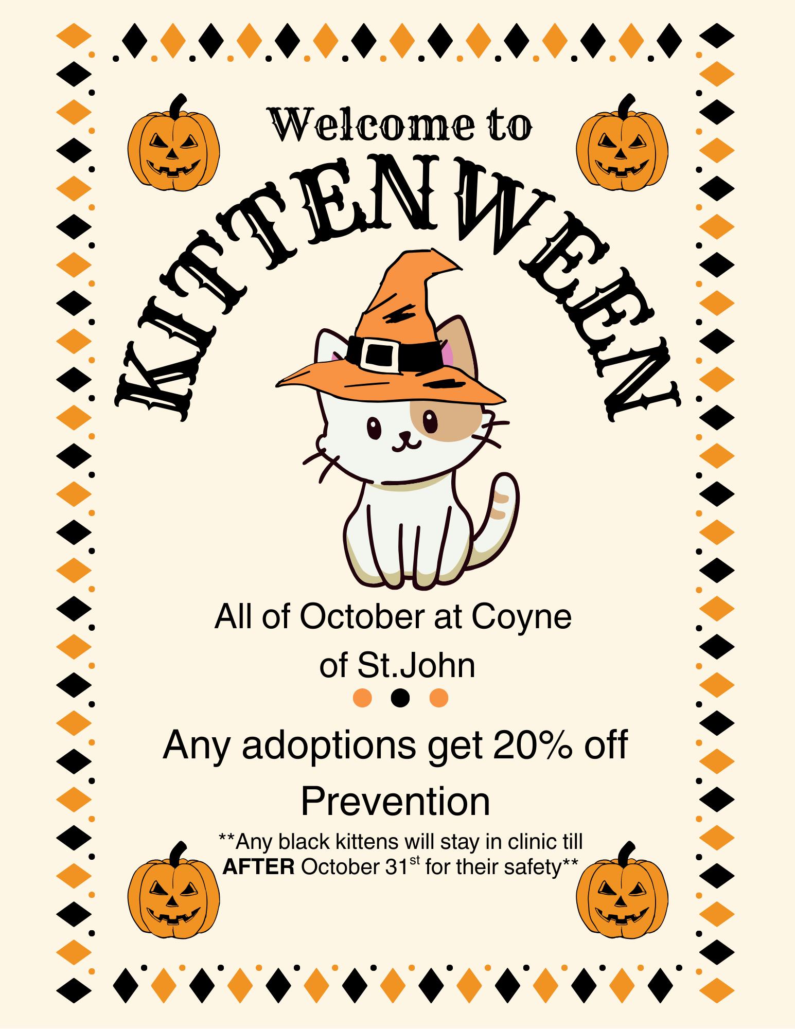 Wednesday, Adopted, Kitten Female American Shorthair.