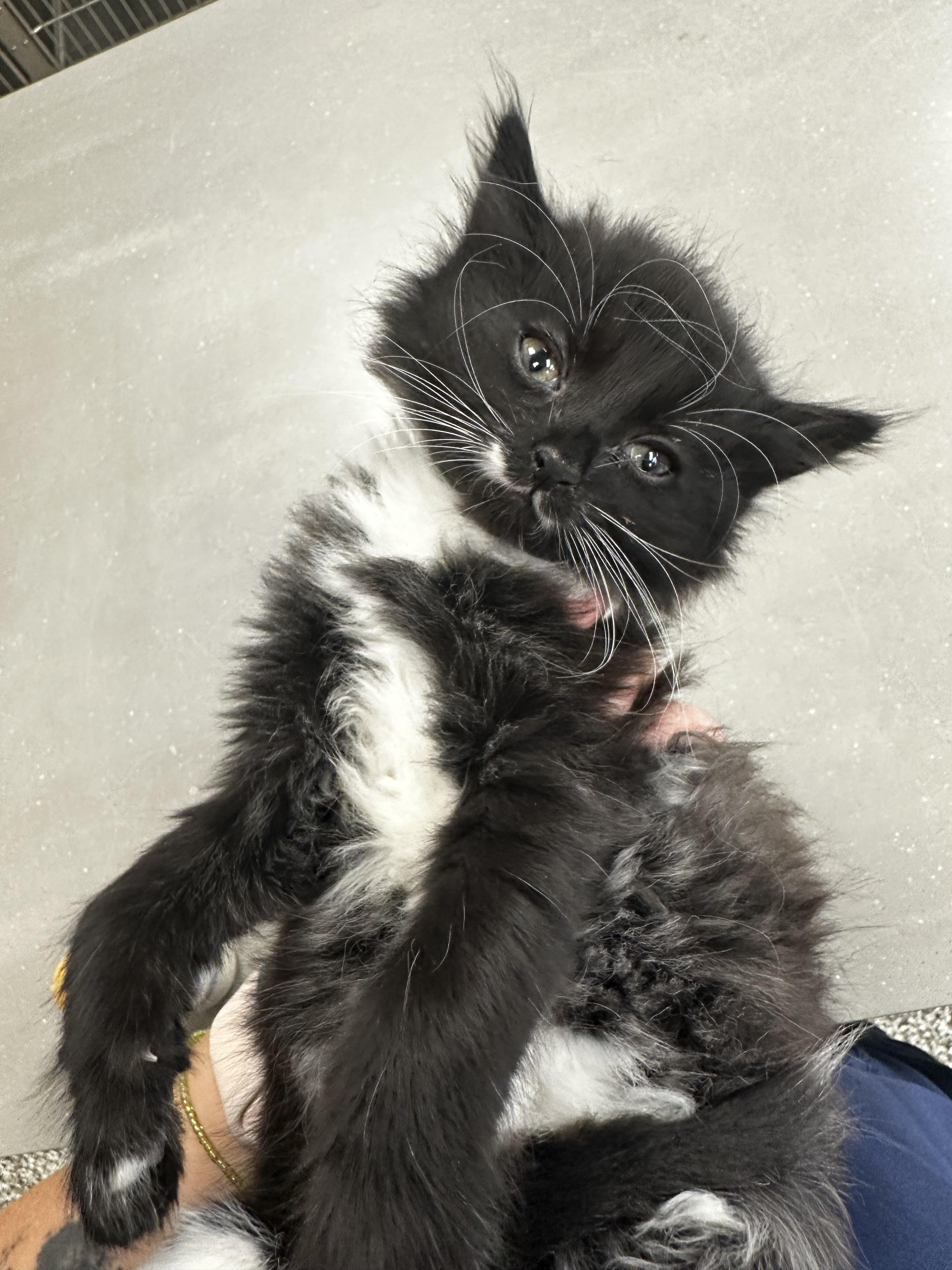 Wednesday, a Adopted American Shorthair in St. John, IN image 2/2