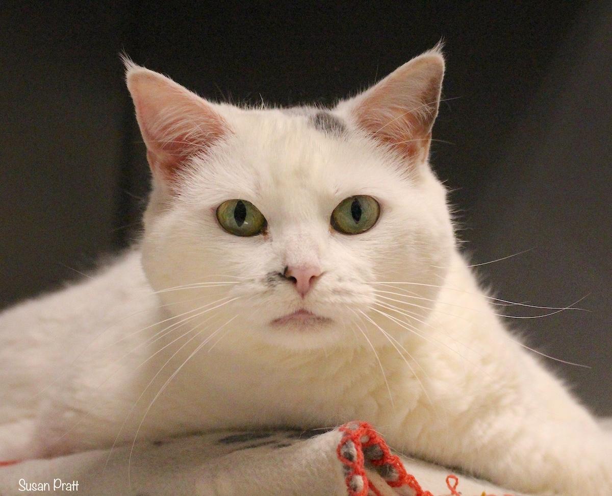 Enlarge Kitty Girl, a Adoptable mixed breed in Bedford, VA image 1/4