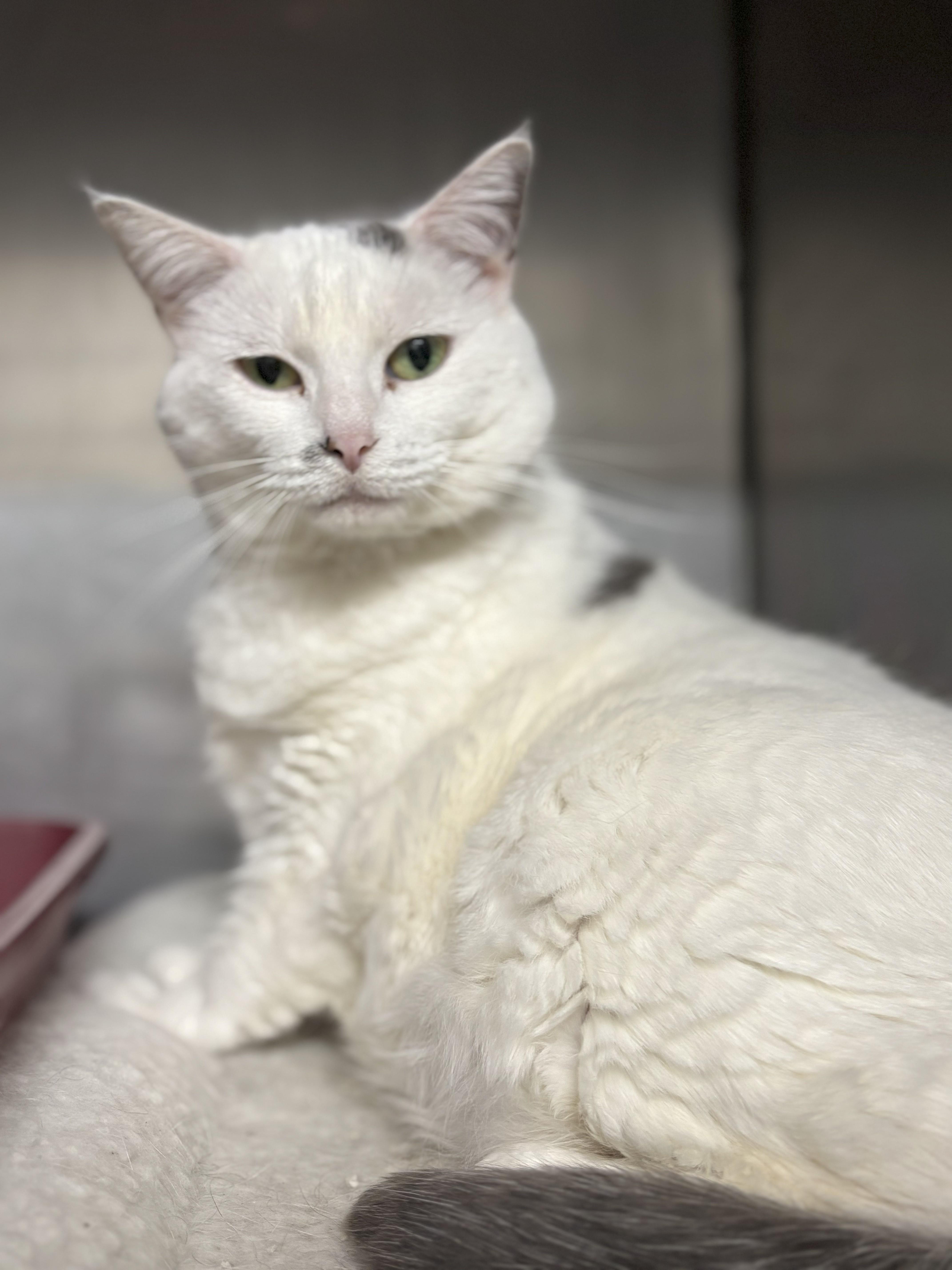 Enlarge Kitty Girl, a Adoptable mixed breed in Bedford, VA image 2/4