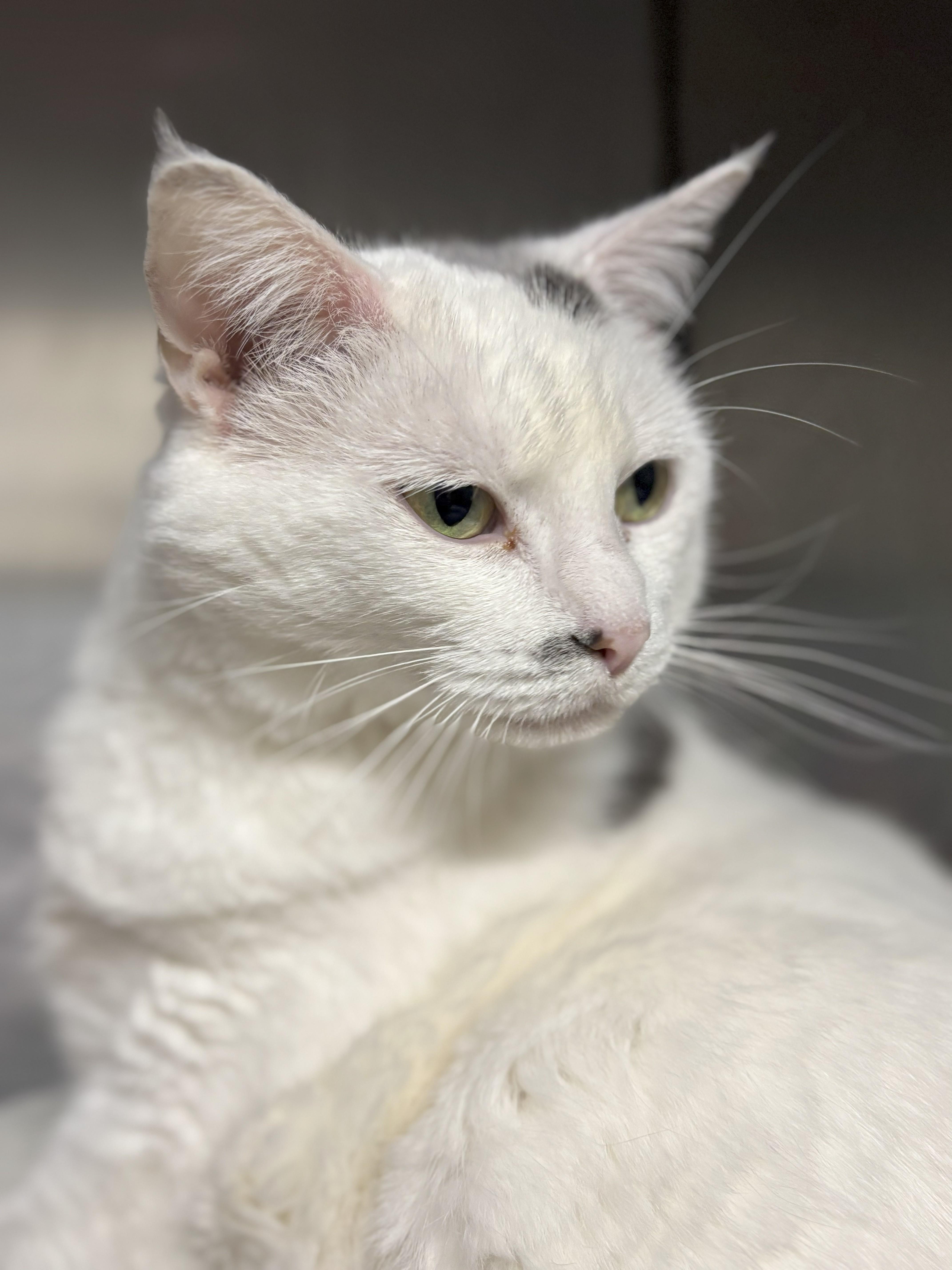 Enlarge Kitty Girl, a Adoptable mixed breed in Bedford, VA image 4/4