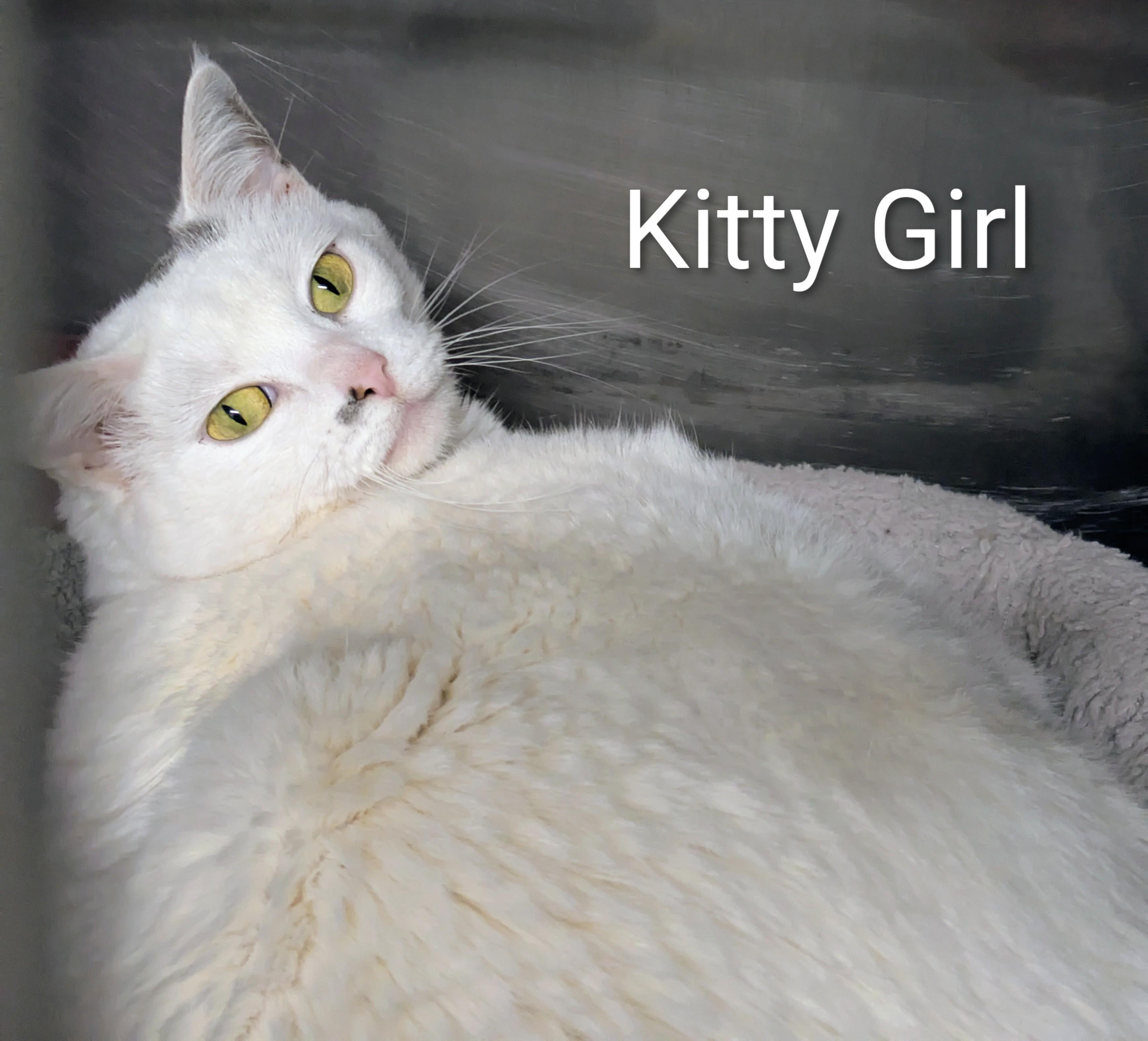 Enlarge Kitty Girl, a Adoptable mixed breed in Bedford, VA image 3/4