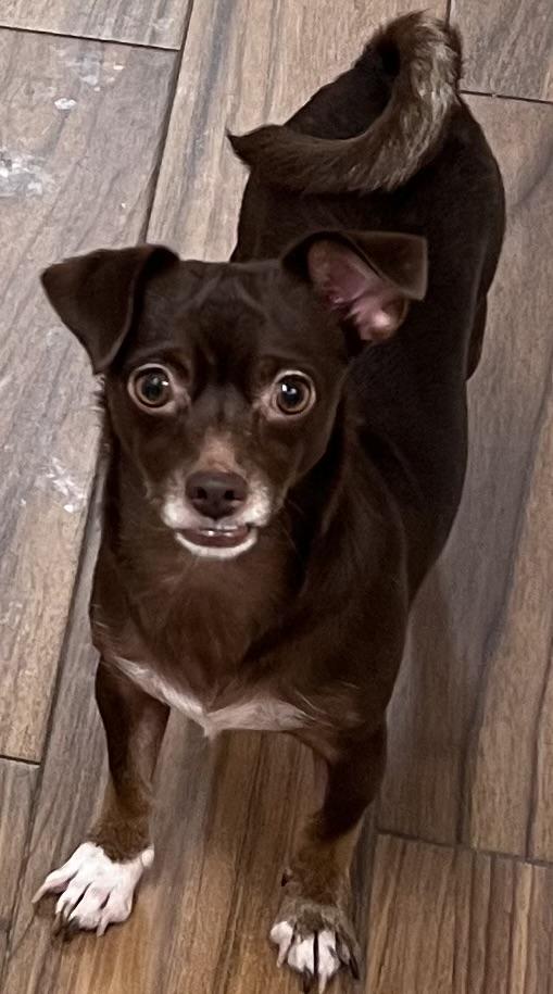 Enlarge Fanny Mae, a Adoptable mixed breed in Los Angeles, CA image 2/3