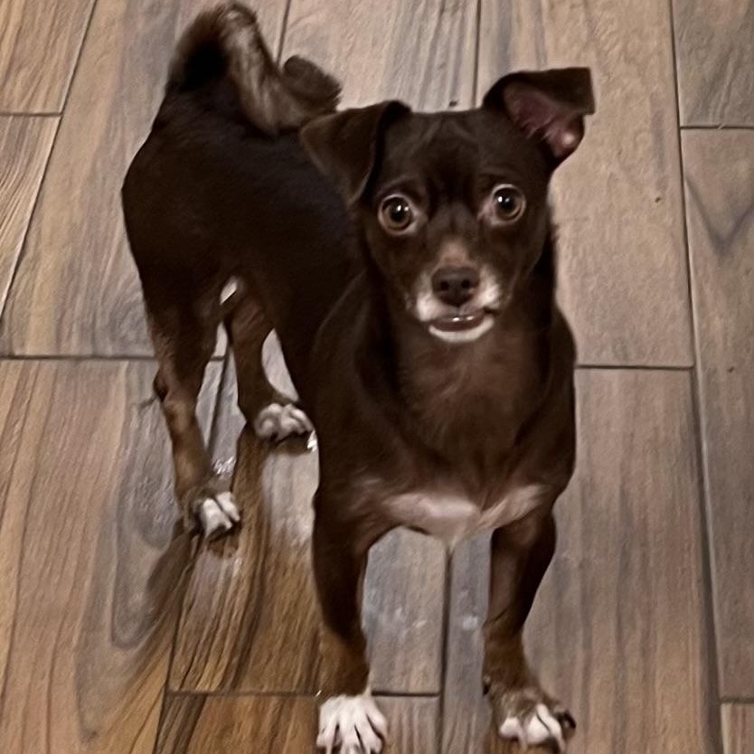 Fanny Mae, Adoptable, Young Female Chihuahua.