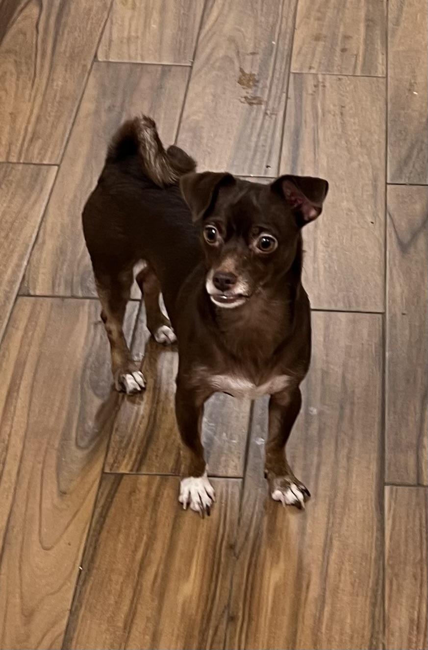Enlarge Fanny Mae, a Adoptable mixed breed in Los Angeles, CA image 3/3