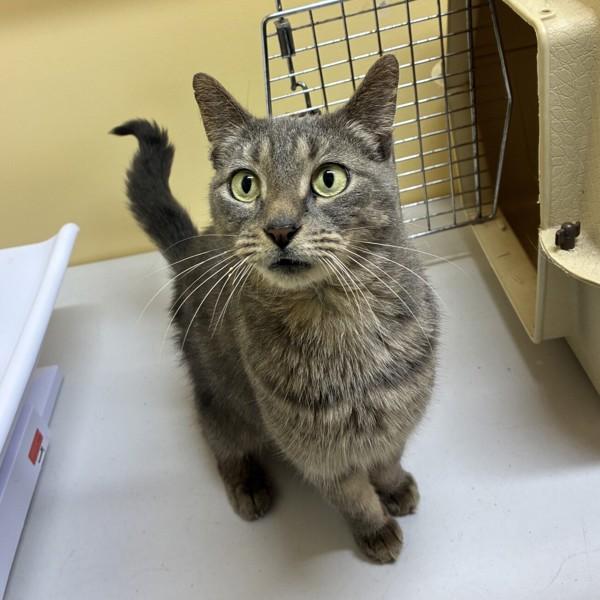 Skabatha, Adoptable, Adult Female Domestic Short Hair.