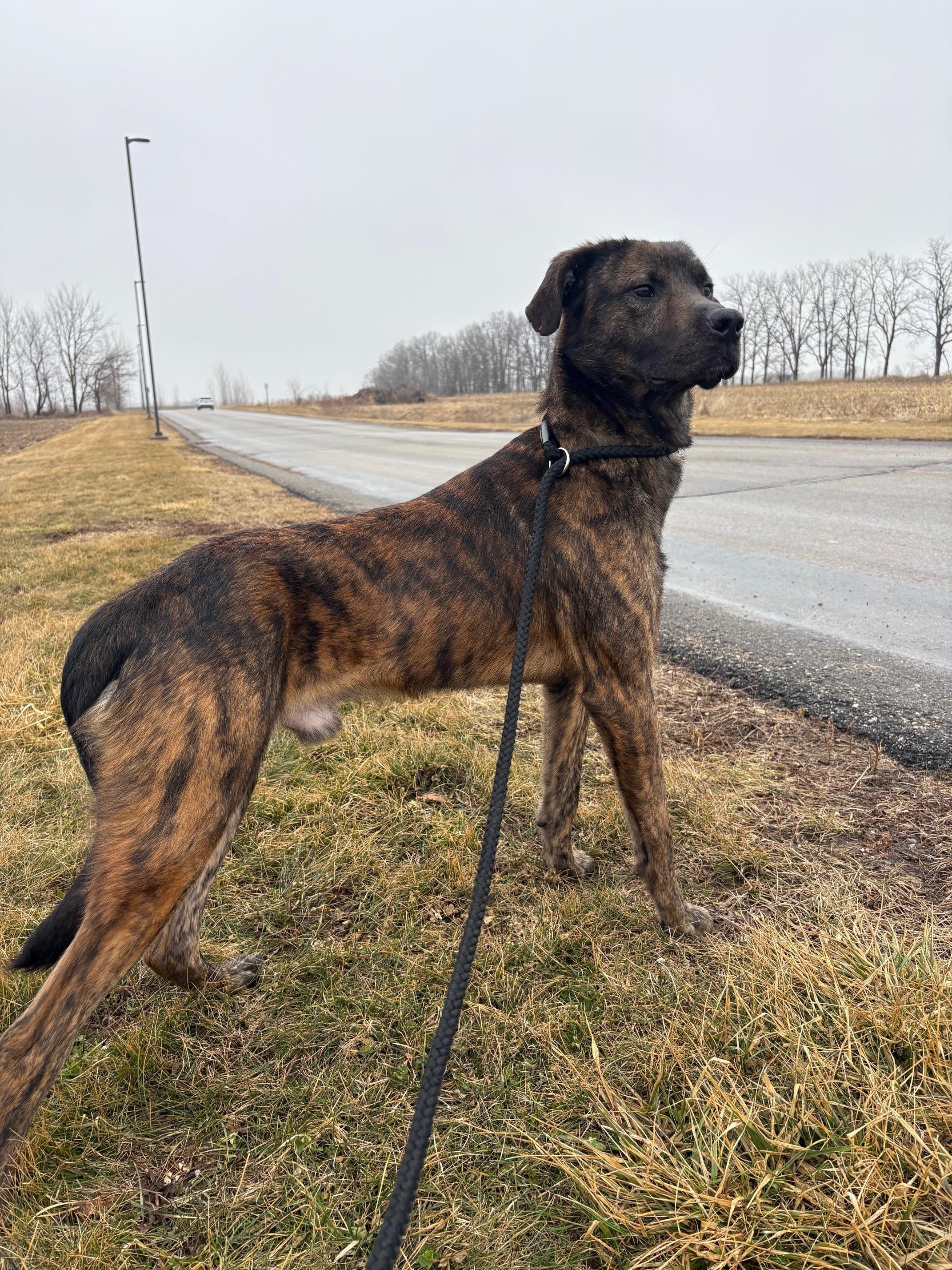 Dozer, a ADOPTABLE Mixed Breed in Ionia, MI image 3/6