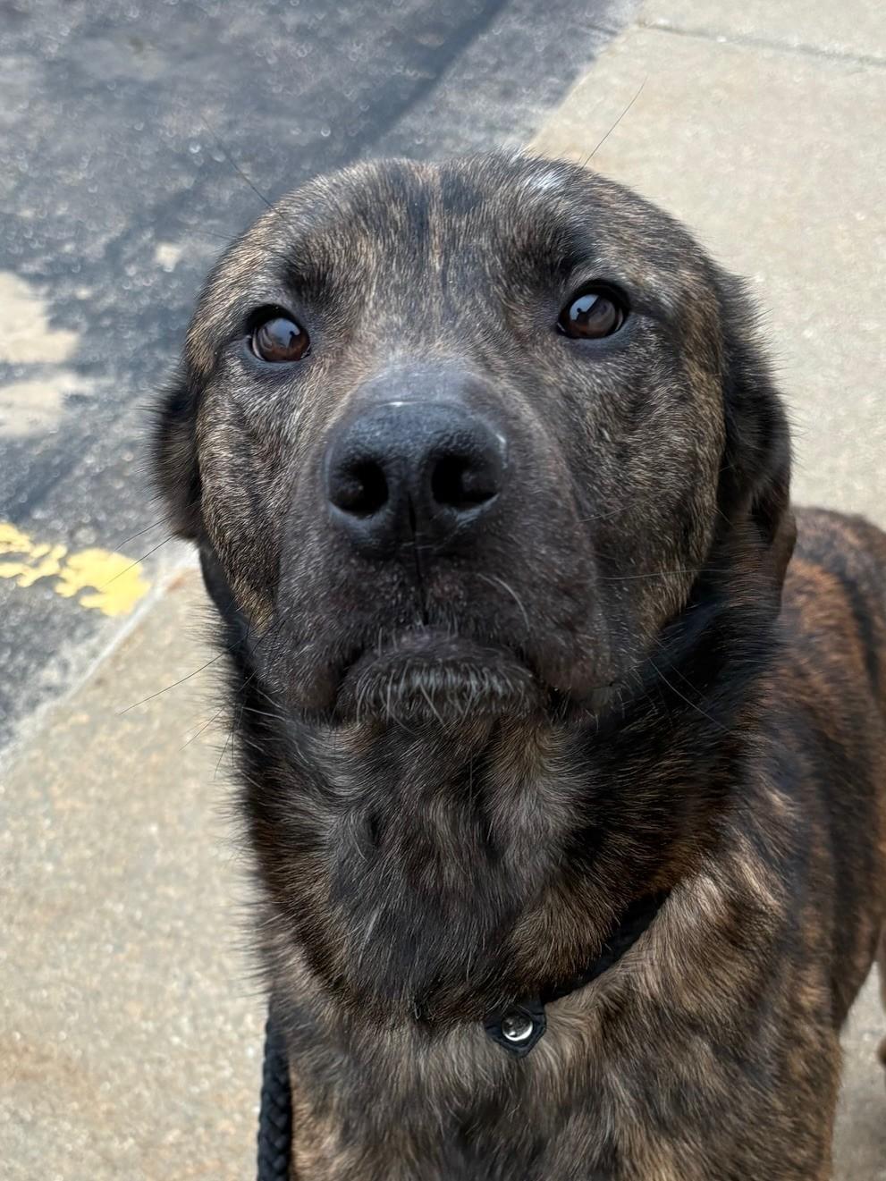 Dozer, a ADOPTABLE Mixed Breed in Ionia, MI image 6/6