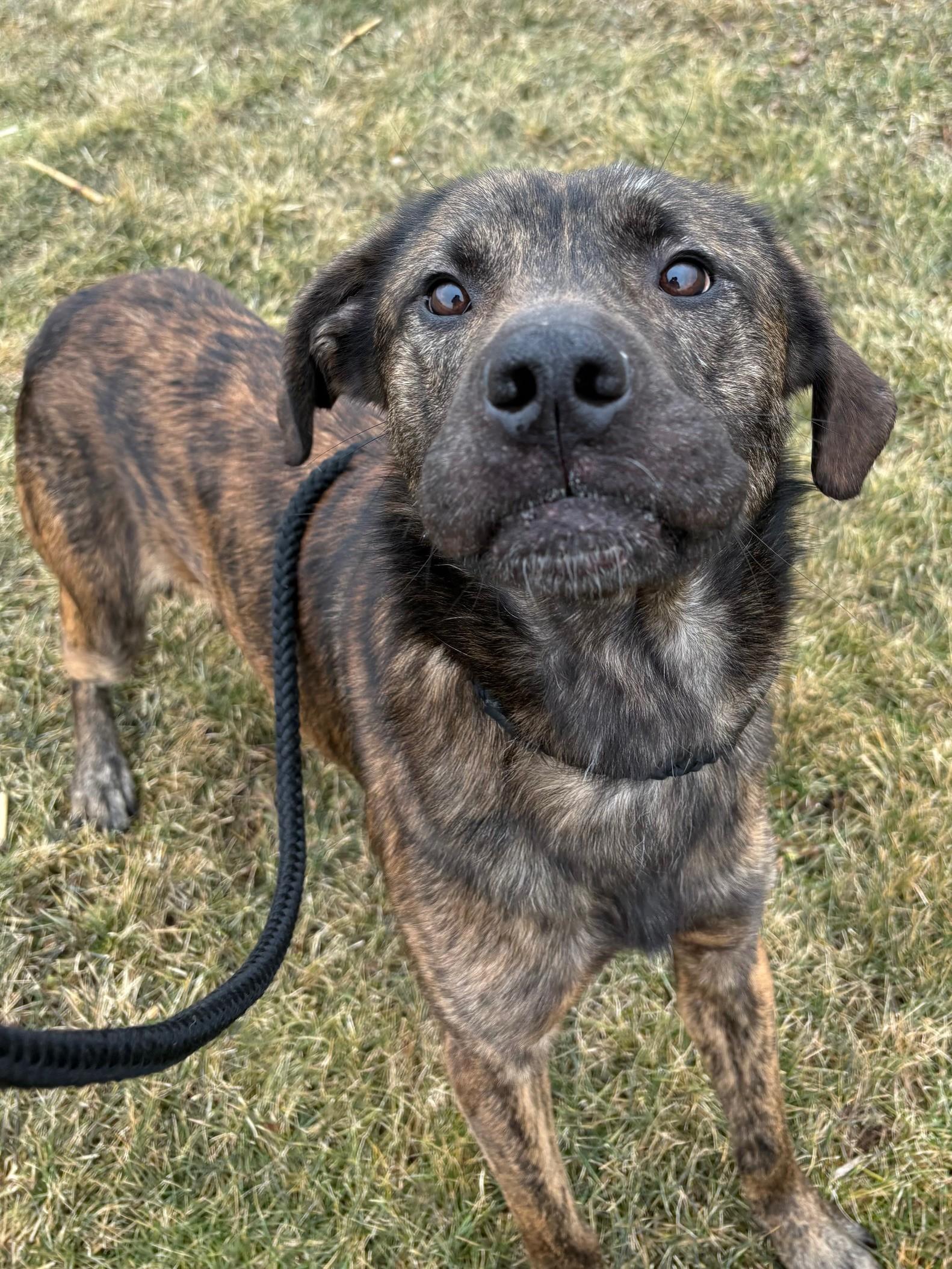 Dozer, a ADOPTABLE Mixed Breed in Ionia, MI image 1/6