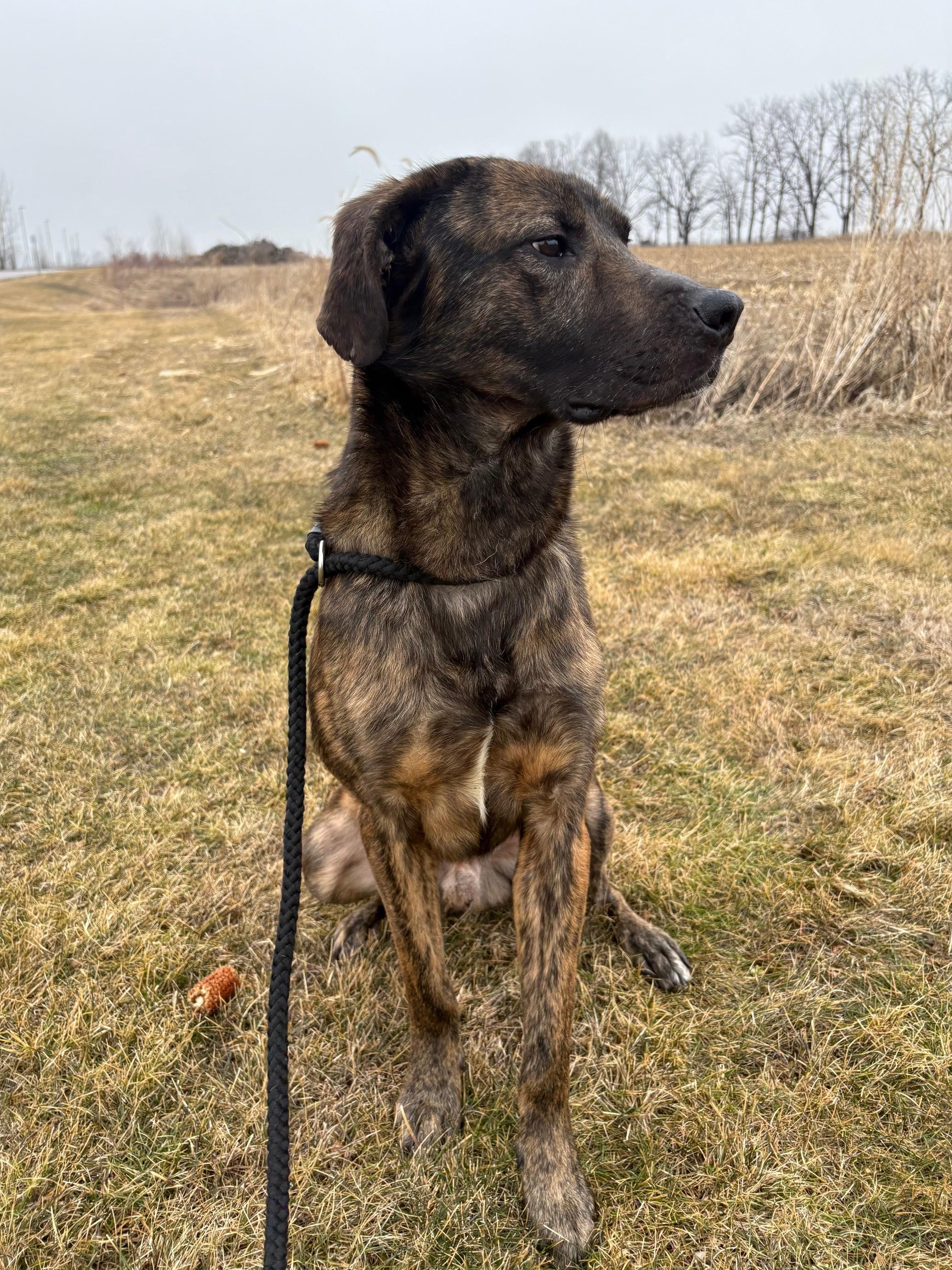 Dozer, a ADOPTABLE Mixed Breed in Ionia, MI image 5/6