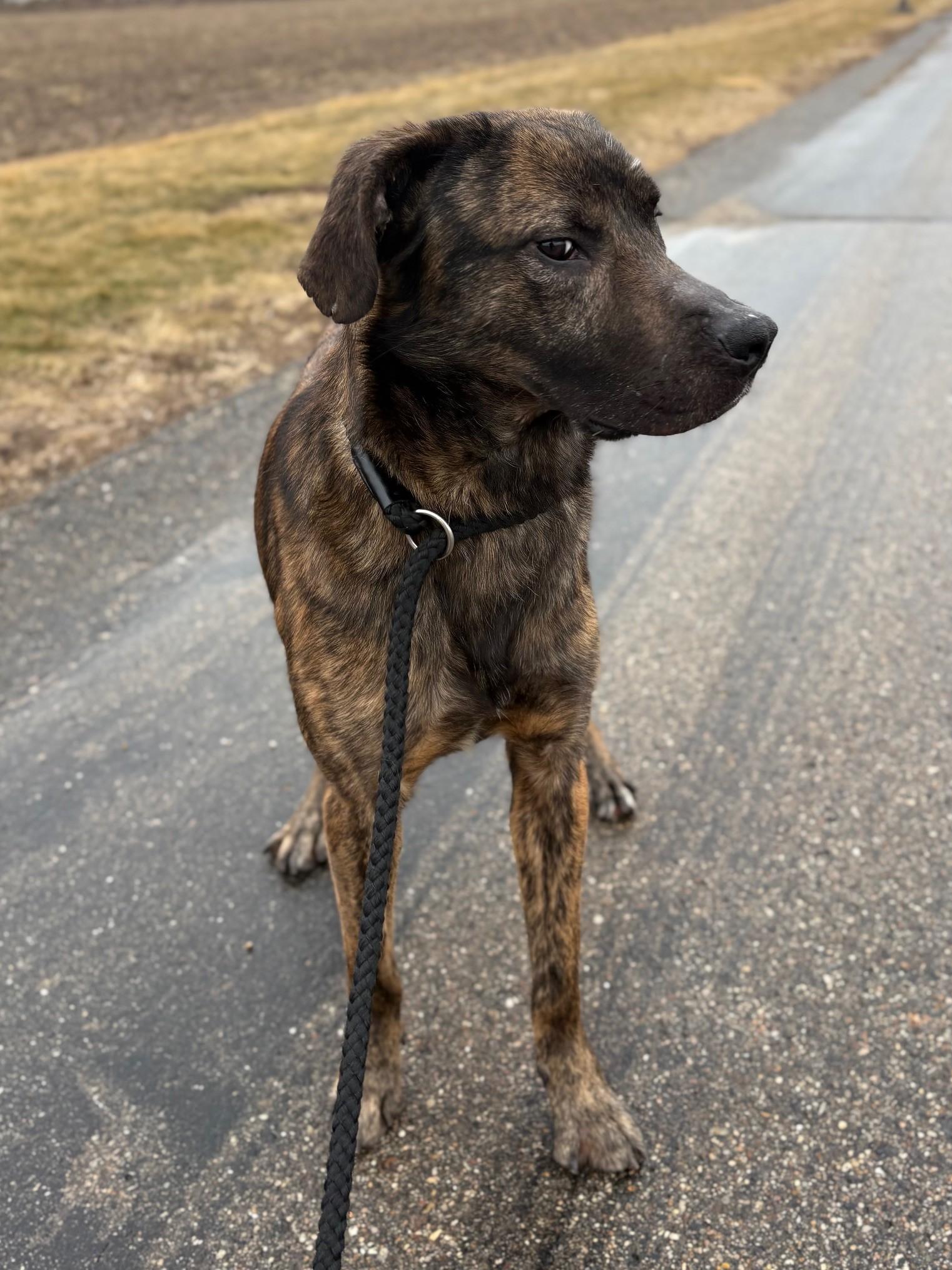 Dozer, a ADOPTABLE Mixed Breed in Ionia, MI image 4/6