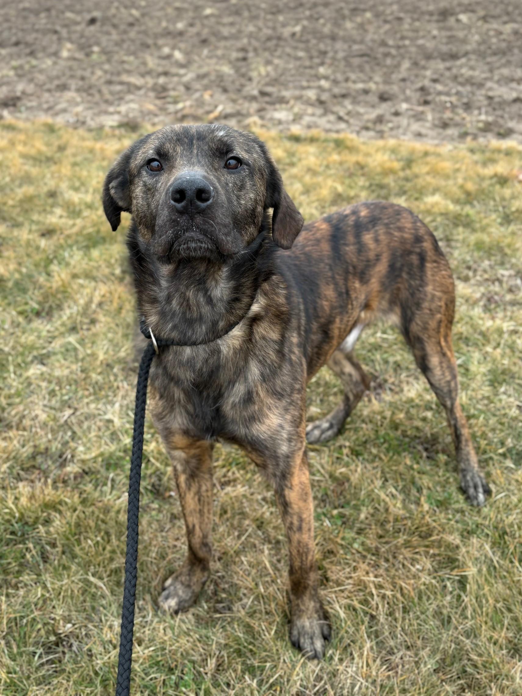 Dozer, a ADOPTABLE Mixed Breed in Ionia, MI image 2/6