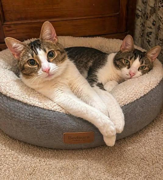 Jenna and Jayla, a Adoptable Domestic Medium Hair in Fairmont, WV image 2/3