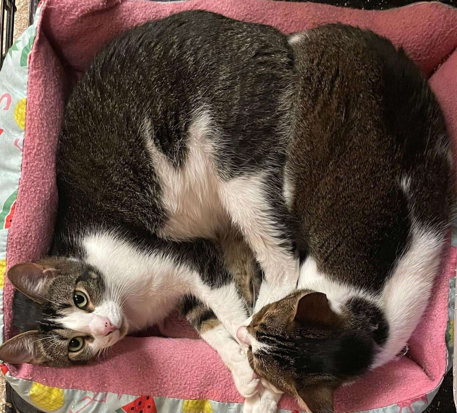 Jenna and Jayla, Adoptable, Adult Female Domestic Medium Hair.