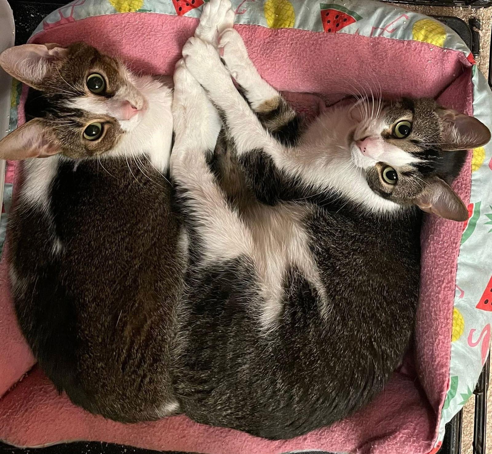 Enlarge Jenna and Jayla, a Adoptable Domestic Medium Hair in Fairmont, WV image 2/3