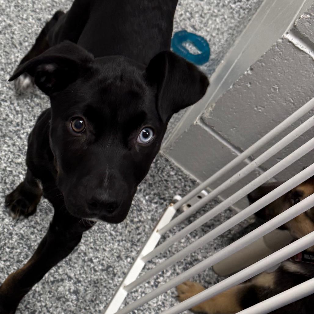 Enlarge Moody, a Adoptable mixed breed in Brookfield, WI image 1/5