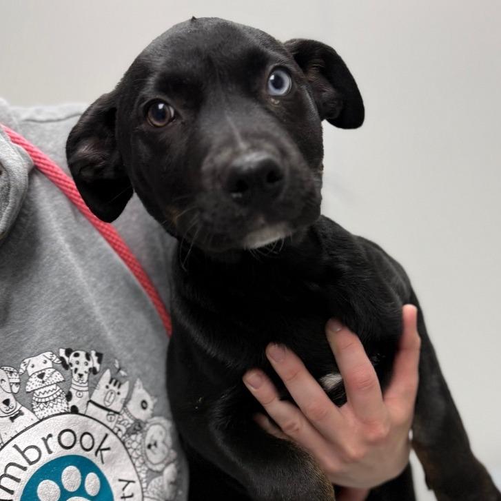 Moody, Adoptable, Puppy Male Catahoula Leopard Dog.