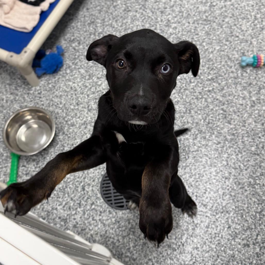 Enlarge Moody, a Adoptable mixed breed in Brookfield, WI image 2/5