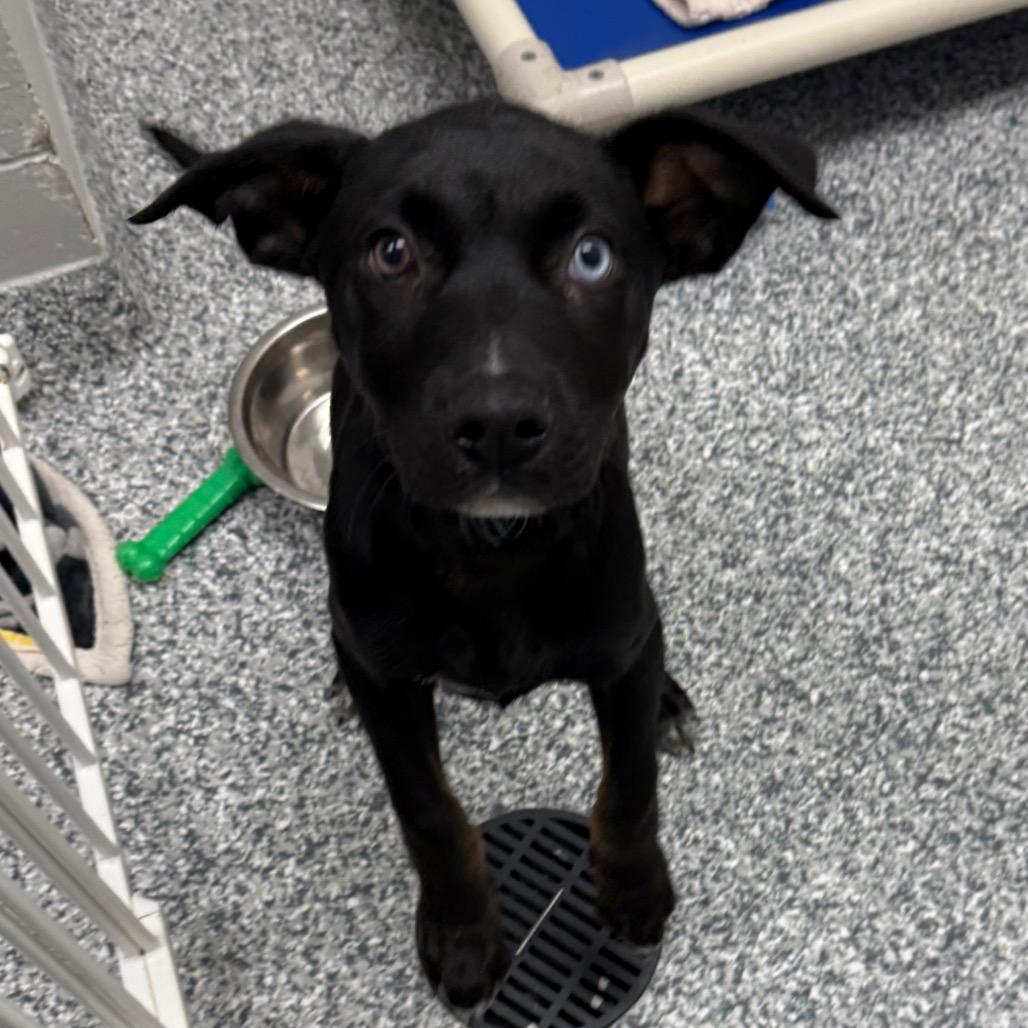 Enlarge Moody, a Adoptable mixed breed in Brookfield, WI image 5/5