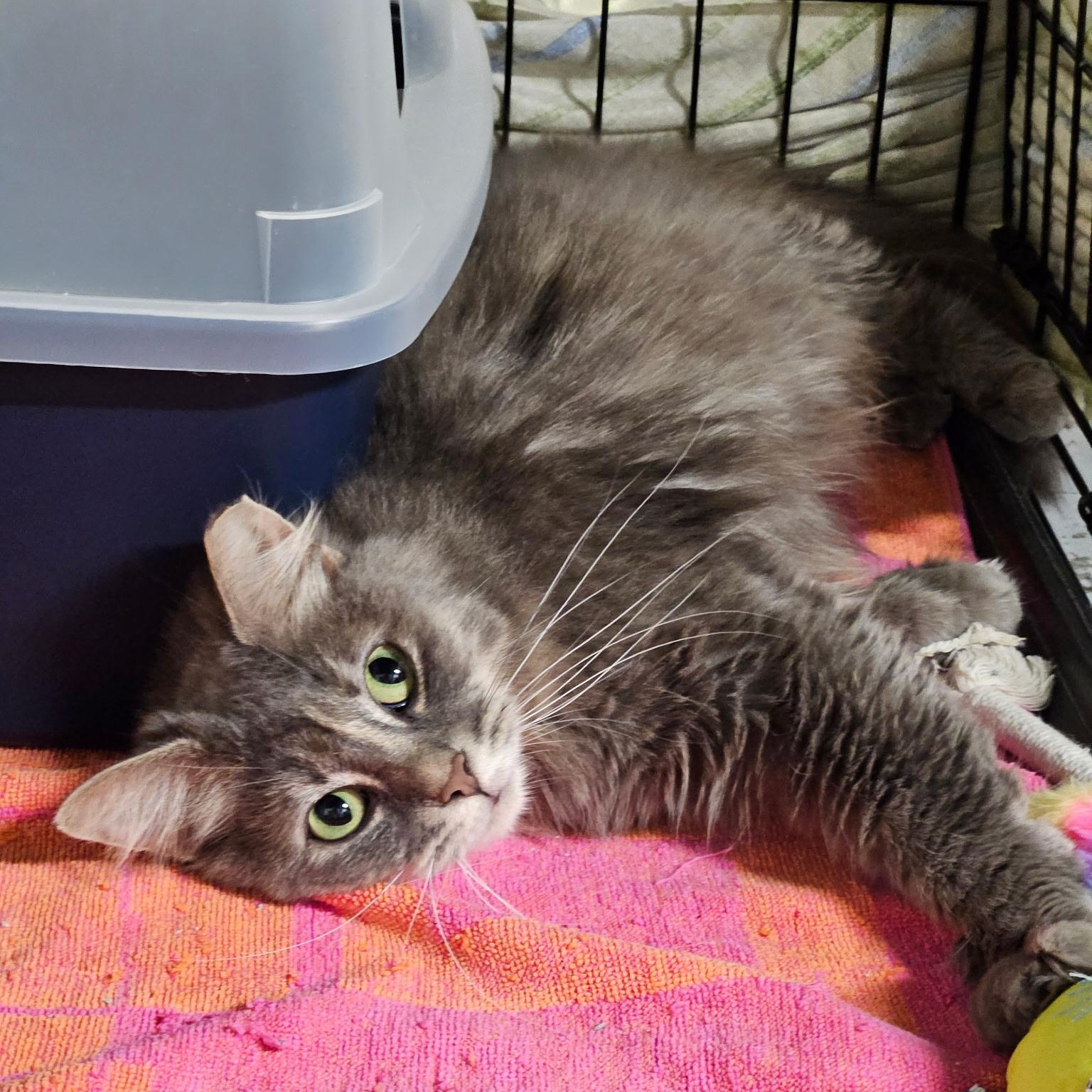 Sky, ADOPTABLE, Young Female Domestic Medium Hair.