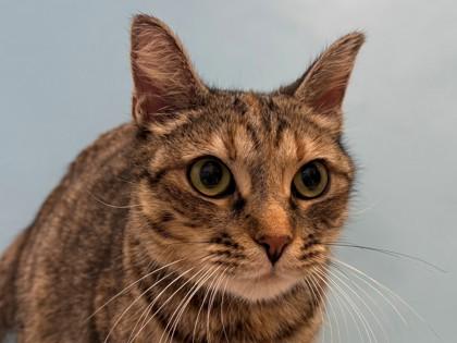 Mama Kitty, a Adoptable mixed breed in Woodbury, MN image 1/3