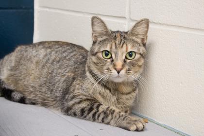 Mama Kitty, a Adoptable mixed breed in Woodbury, MN image 2/3