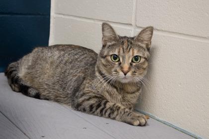 Mama Kitty, a Adoptable mixed breed in Woodbury, MN image 3/3