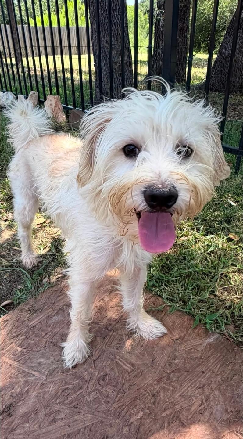 Enlarge Bailey, an adopted mixed breed in West Middlesex, PA image 2/6
