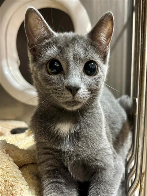 BESS, Adoptable, Young Female Domestic Short Hair.