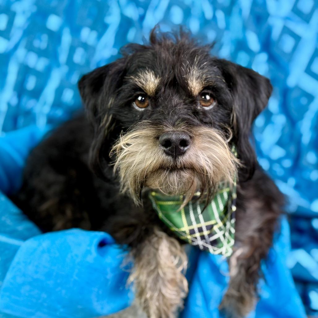 Edgar, Adoptable, Adult Male Schnauzer & Terrier.