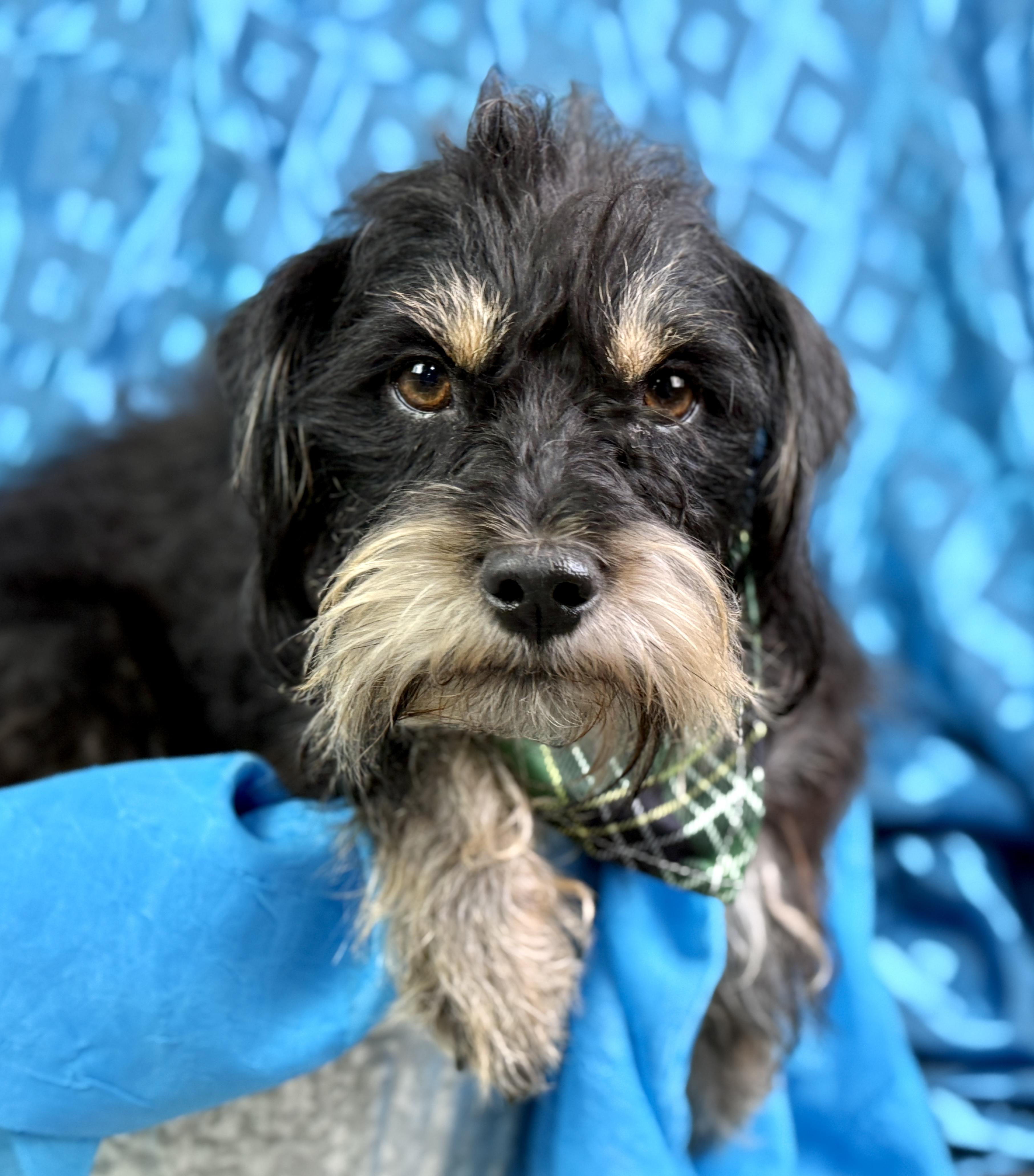 Edgar, a Adoptable mixed breed in Hondo, TX image 2/5