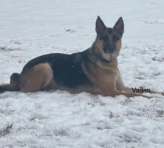 Vadim, adopted, Adult Male German Shepherd Dog.