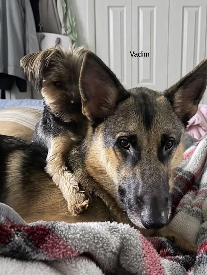 Vadim, an adopted German Shepherd Dog in Rome, GA image 2/2