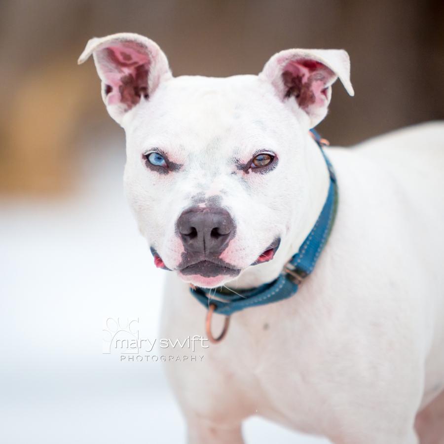 Enlarge Spike, an adoptable mixed breed in Reisterstown, MD image 1/6