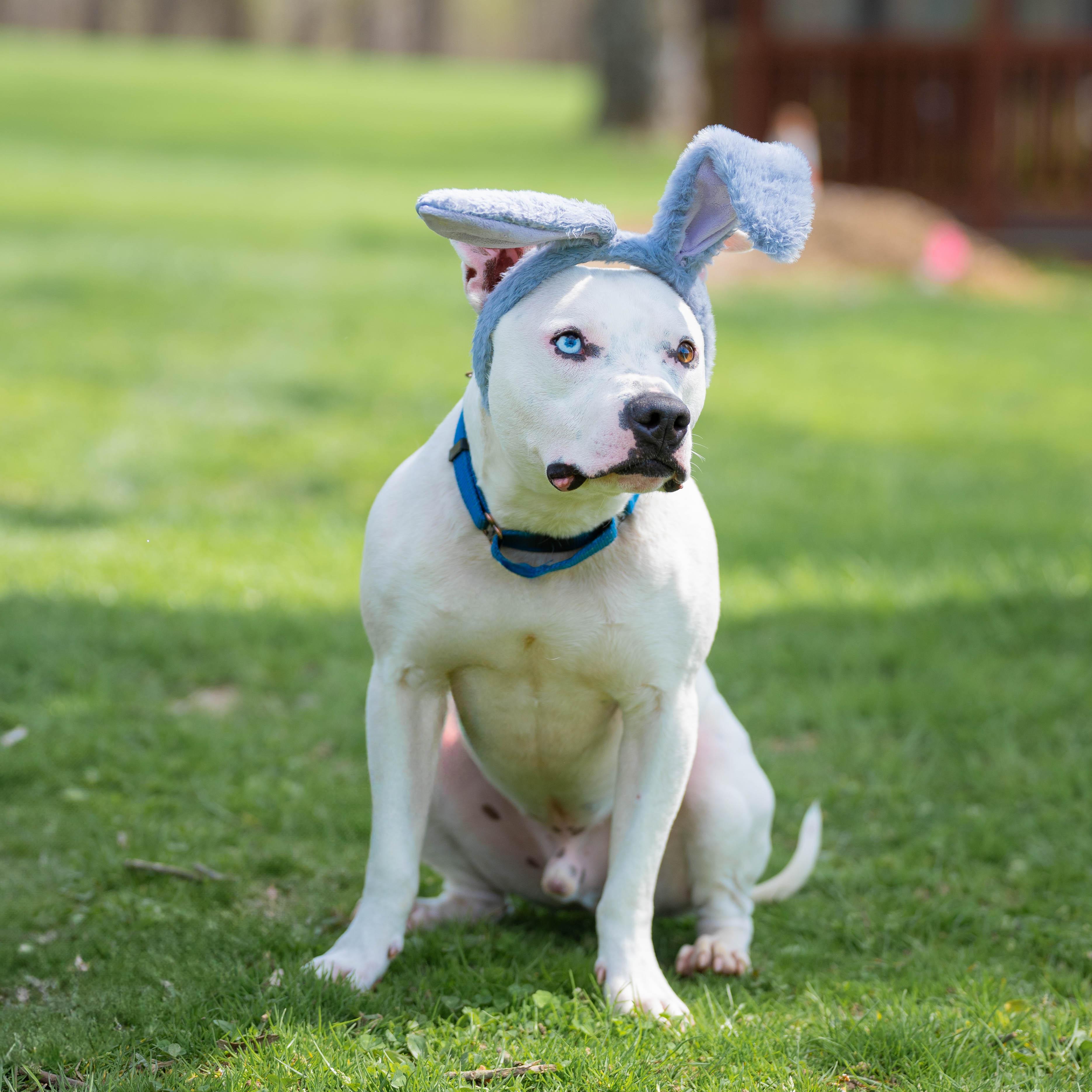 Spike, adoptable, Adult Male Pit Bull Terrier.