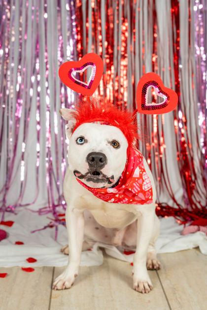 Enlarge Spike, an adoptable mixed breed in Reisterstown, MD image 4/6