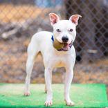 Enlarge Spike, an adoptable mixed breed in Reisterstown, MD image 5/6