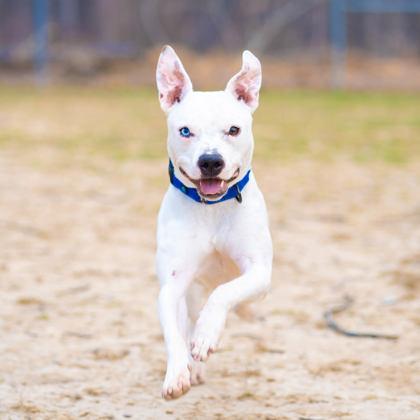 Enlarge Spike, an adoptable mixed breed in Reisterstown, MD image 6/6