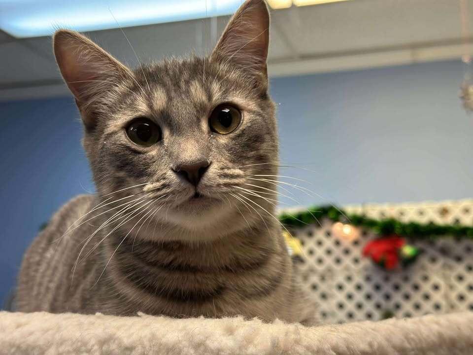 Enlarge Louie, a Adoptable mixed breed in Woodbridge, VA image 1/3