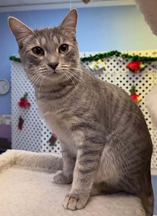 Enlarge Louie, a Adoptable mixed breed in Woodbridge, VA image 2/3