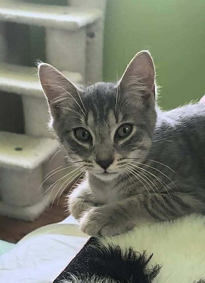 Enlarge Louie, a Adoptable mixed breed in Woodbridge, VA image 3/3