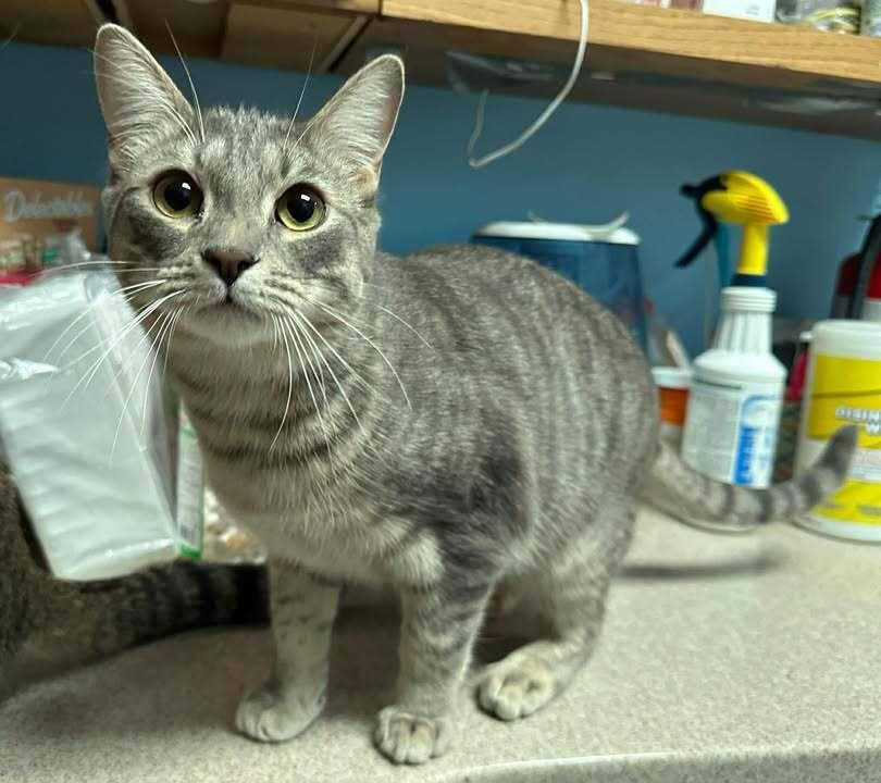 Enlarge Louie, a Adoptable mixed breed in Woodbridge, VA image 4/5